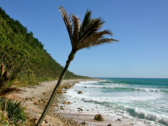 West Coast Nikau Palm  (Photo by Paul Murray)