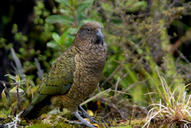 Kea