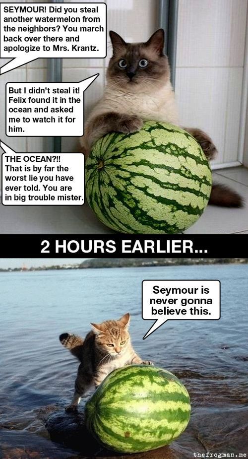 cat-cats-kitten-kitty-pic-picture-funny-lolcat-cute-fun-lovely-photo-images-seymor-watermelon