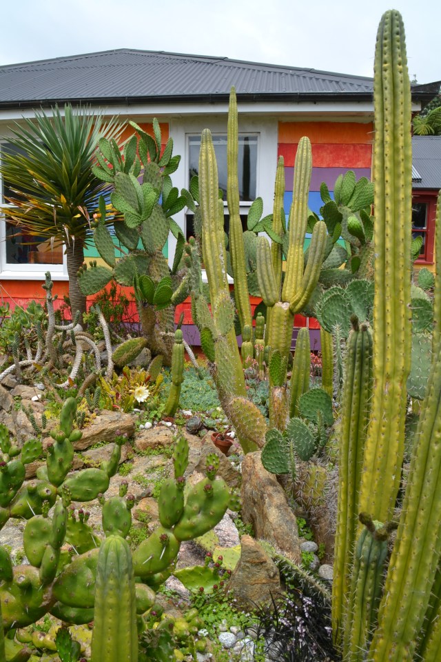 Cactus Garden (1)