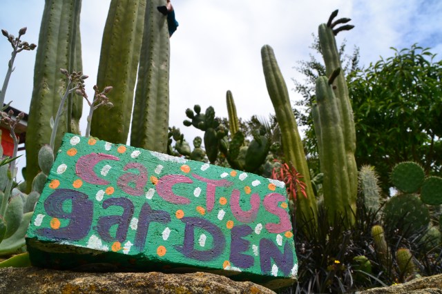 Cactus Garden (3)