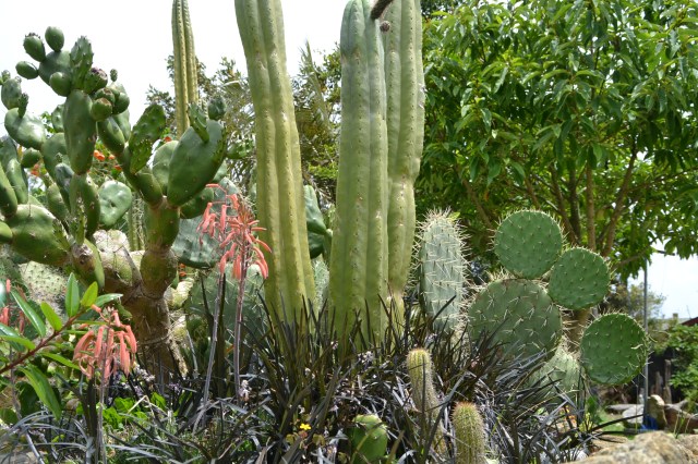 Cactus Garden (5)