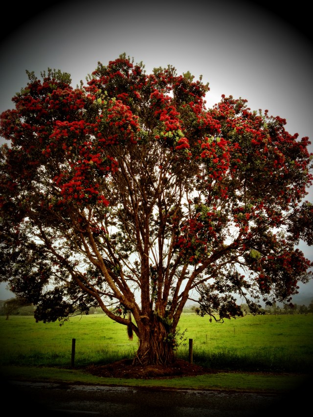 pOHUTUKAWA (1)