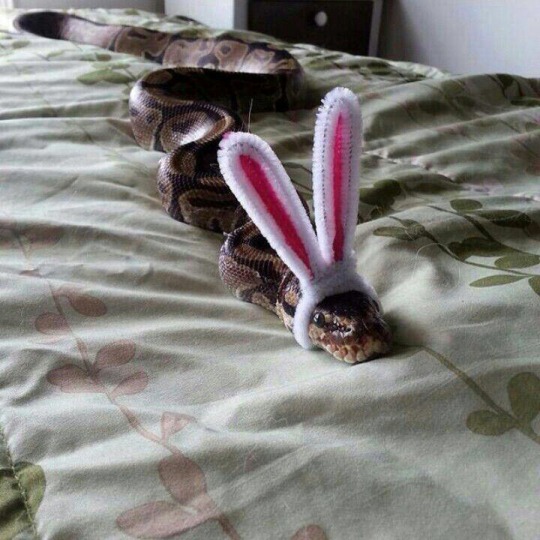 tumblr_nj3qr9bpSd1tcf312o1_540