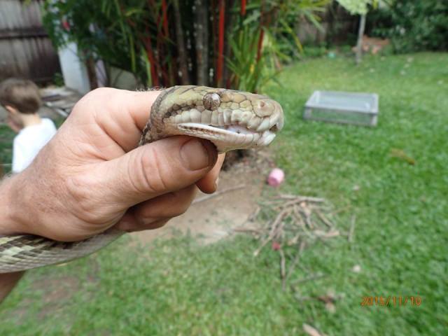 12196022_10153668809858564_1880973300281469024_n