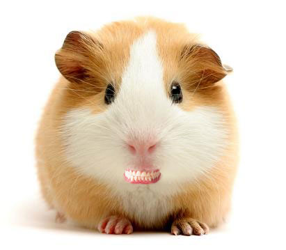 guinea_pig-teeth
