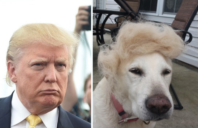 donald-trump-funny-look-alike-2__700