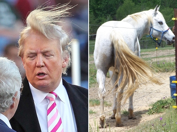 pic-9-things-donald-trump-looks-like-176167
