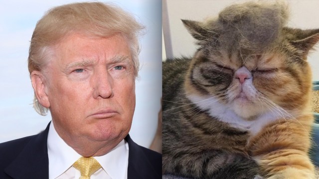 trump-cat