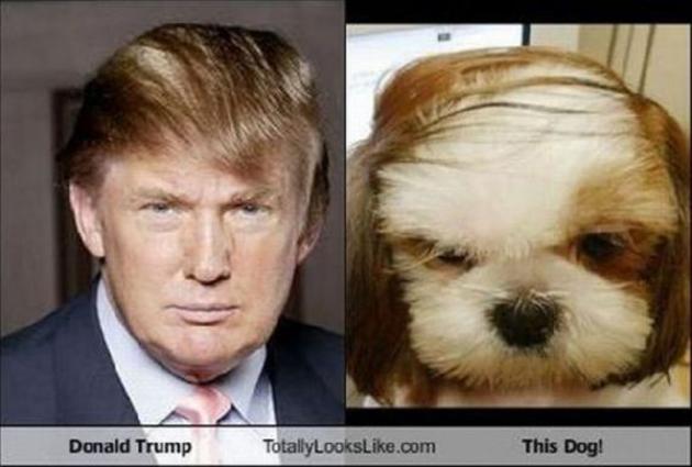 VH-donald-trump-looks-like-comb-over-dog