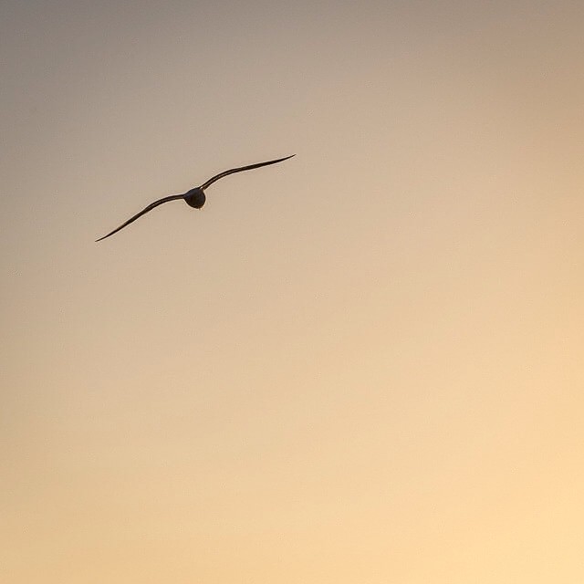 10896986_10152946574682332_8529450586331208111_n