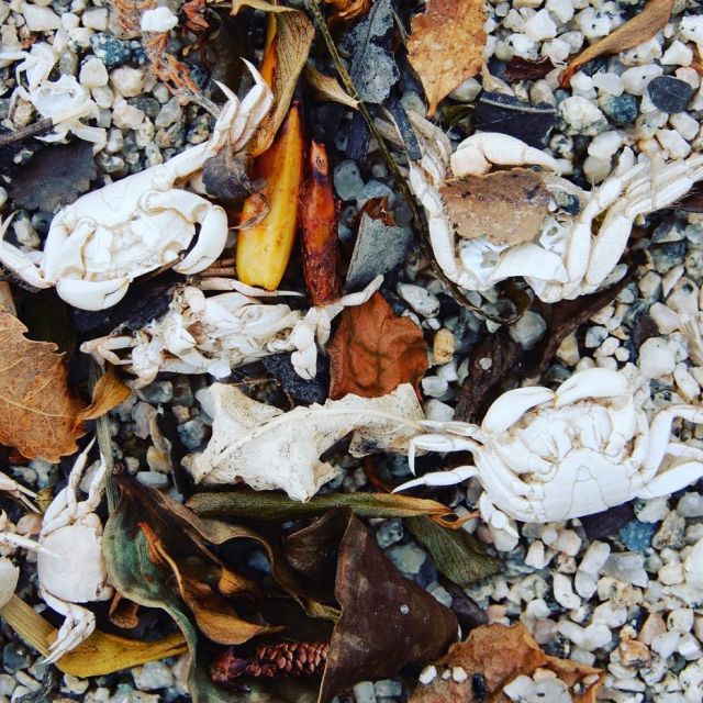 44128934_1933384453365682_2572473522387419136_n